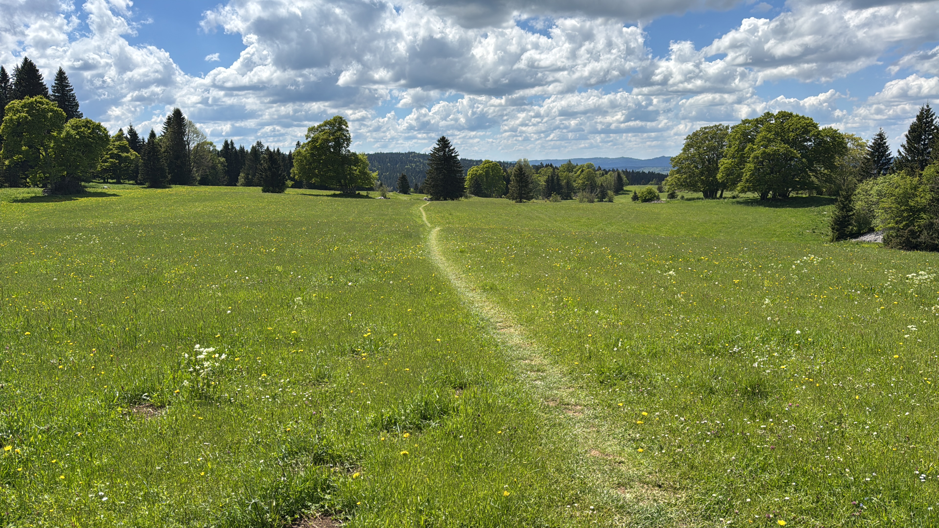 A meadow path through the Jura mountains pastures, the limestone ridge visible on the horizon